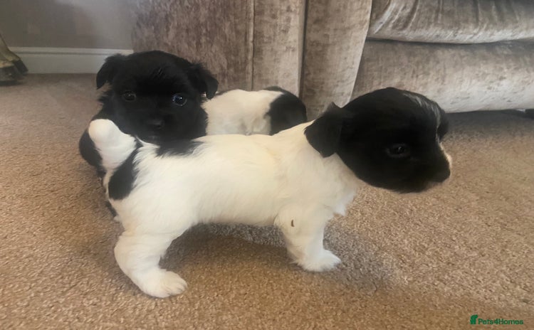 Jack Russell dogs - Advert 11