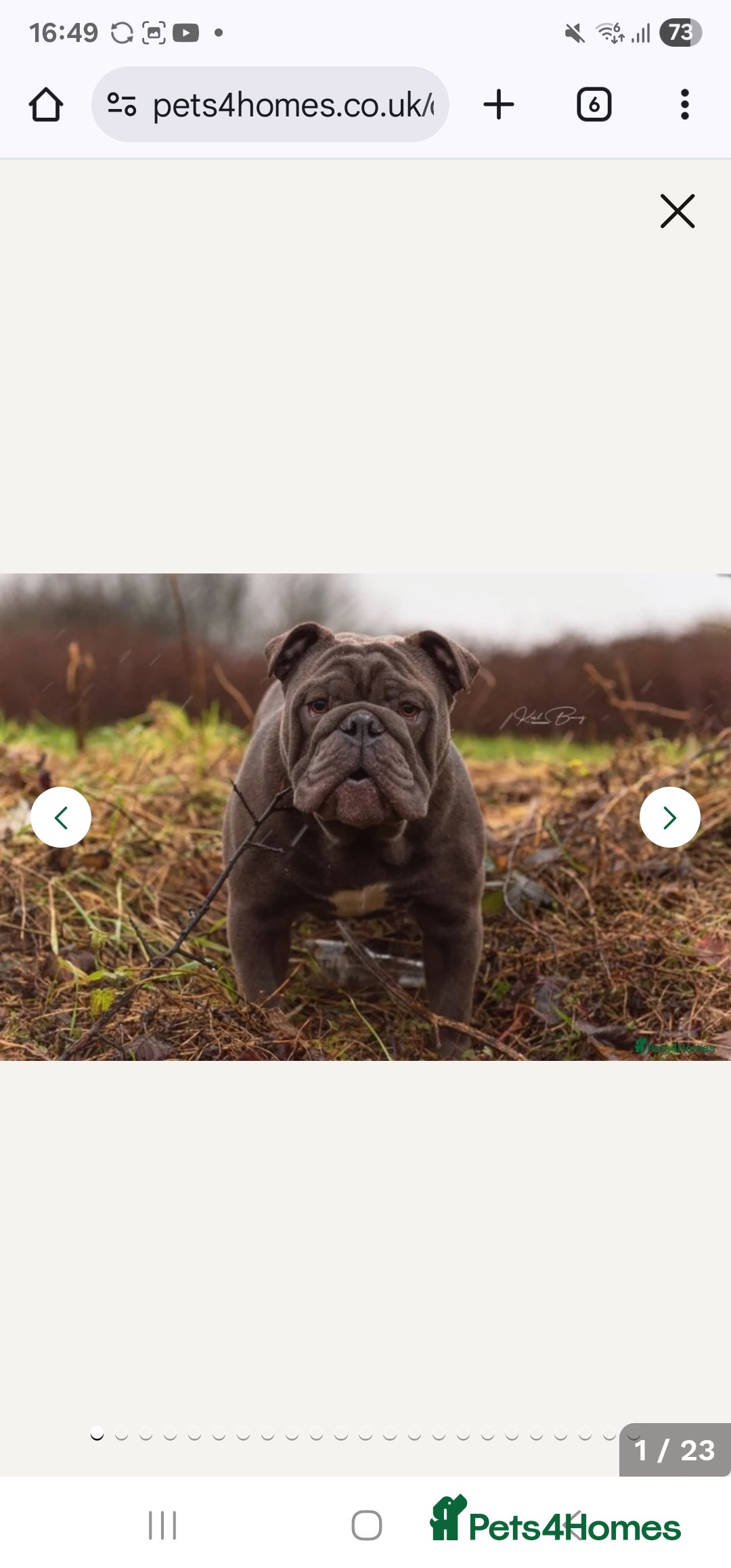 English Bulldog dogs for sale: KC Reg English Bulldogs Champion Bloodlines  - Image 3