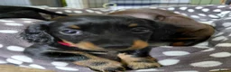 Miniature Dachshund dogs for sale: Miniature dachshund puppies  - Advert 11