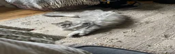 Persian cats for sale: Persian chinchilla cross  in Llanfairpwllgwyngyll - Advert 3