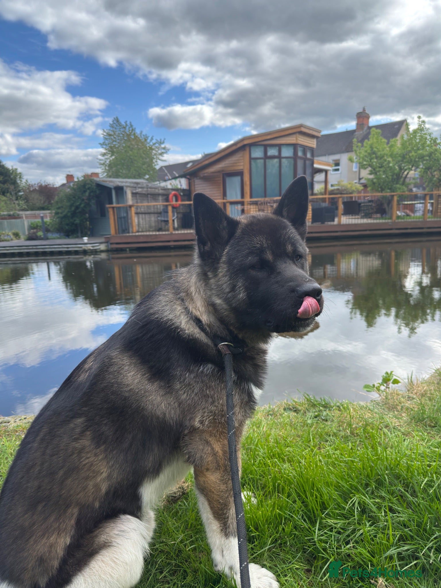 Akita dogs Handsome and Playful American Akita 1 Year Old Boy - Advert 9
