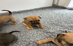 Mixed Breed dogs for sale: Jack Russell X Frenchie  - Image 6