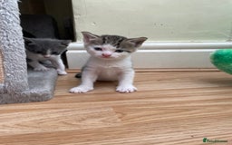 British Longhair cats for sale: White and tabby boy ready now  - Image 1