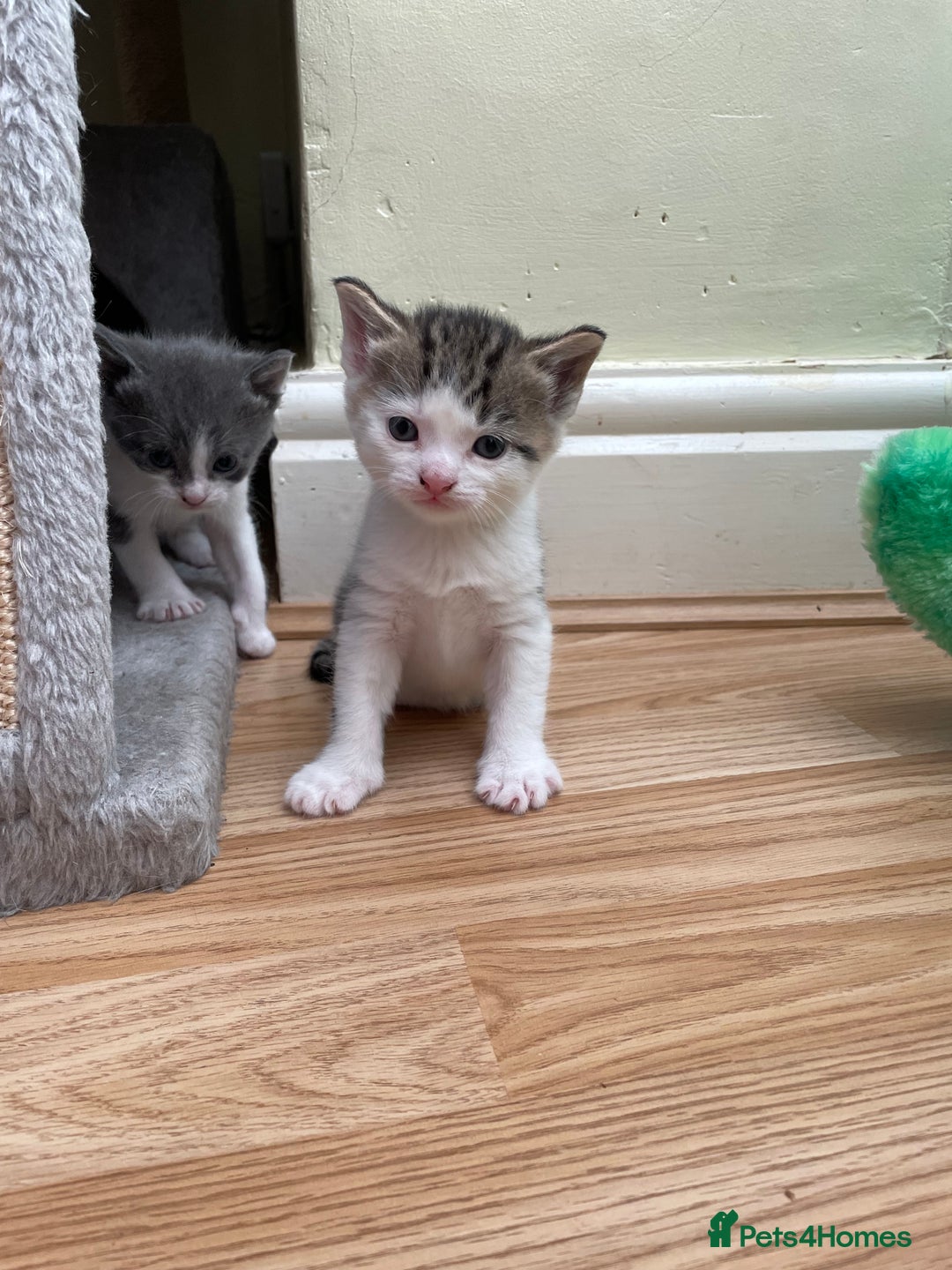British Longhair cats for sale: White and tabby boy ready now  - Image 1