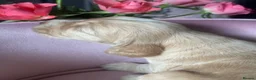Mixed Breed dogs for sale: RARE MINIGOLDEN RETRIEVERS/DAKOTA SPORT RETRIEVERS - Advert 26