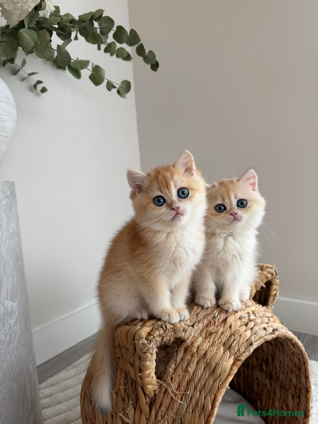 British Shorthair cats for sale: Golden British shorthair kittens - Advert 27
