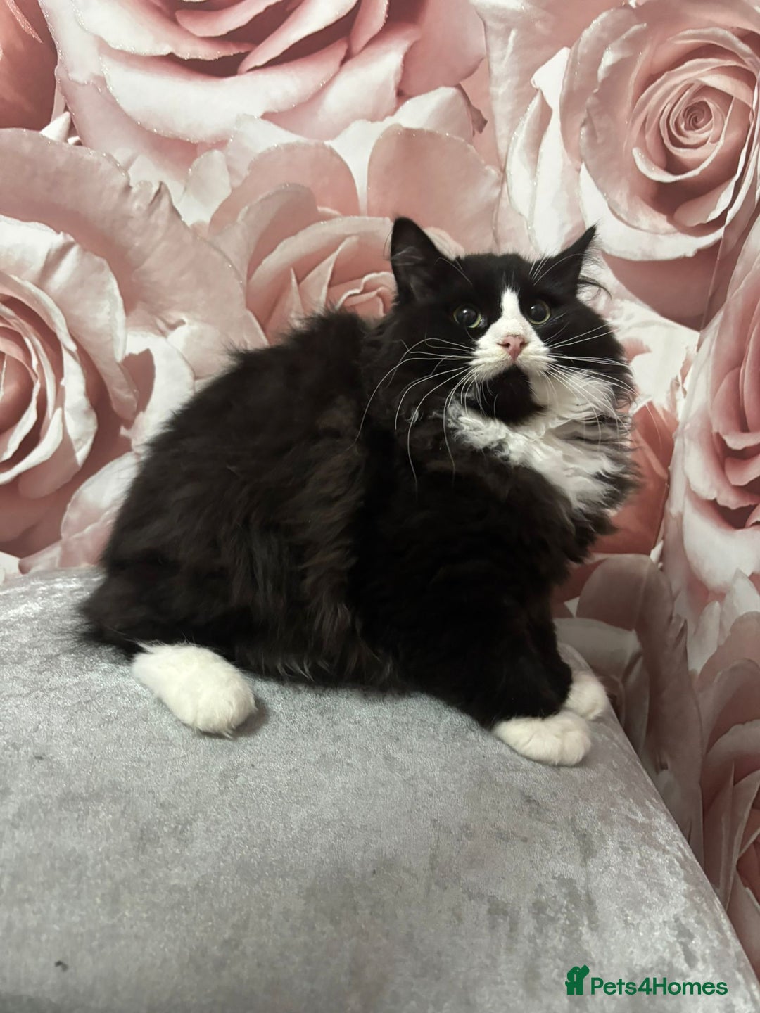 Mixed Breed cats for sale: Ragdoll Cross kittens  - Advert 4