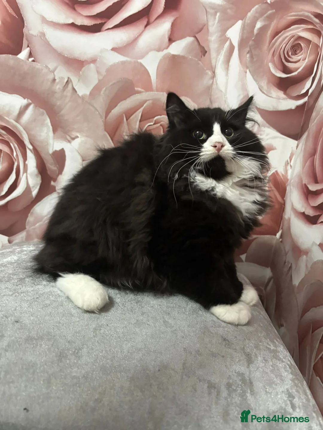 Mixed Breed cats for sale: Ragdoll Cross kittens  - Advert 3