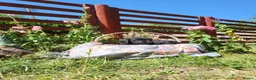Springador dogs for sale: 6 beautiful springador Puppies fo4 sale - Advert 21