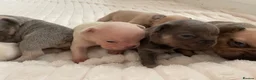 French Bulldog dogs for sale: Lilac/cream,platinum & fawn frenchie puppies - Advert 7