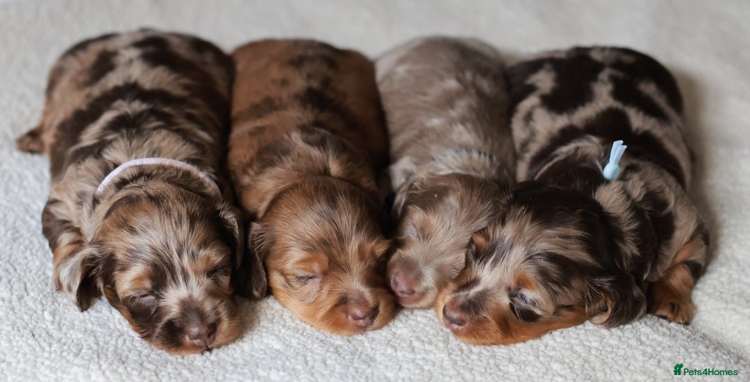 Miniature Dachshund dogs for sale: 5StarsLicensed+LongHaired+KC+PRAClear+VetChecked - Image 32