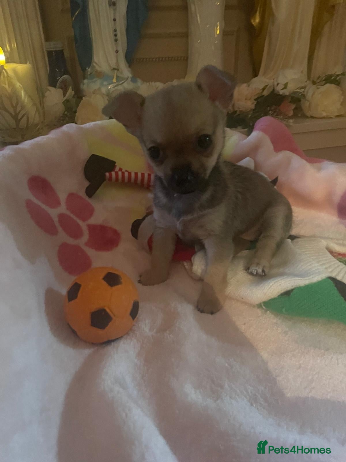 Chihuahua dogs Poppy Chihuahua  - Advert 4