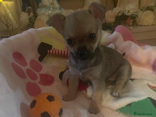 Chihuahua dogs Poppy Chihuahua - Advert 3