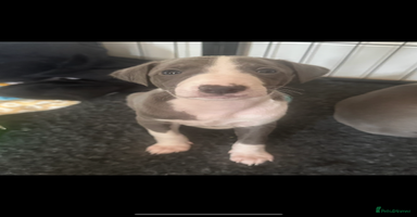 Mixed Breed dogs - Advert 9