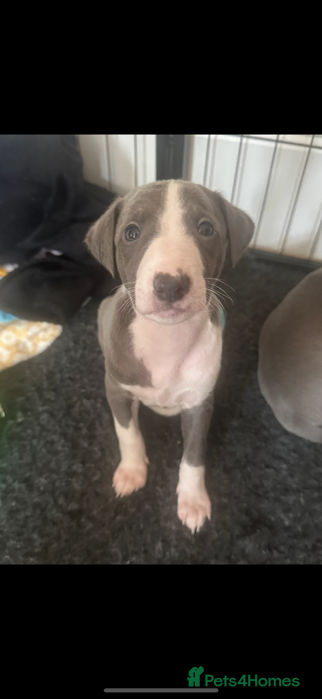 Mixed Breed dogs for sale: Whippet x Italian greyhound pups! READY NOW! - Image 4