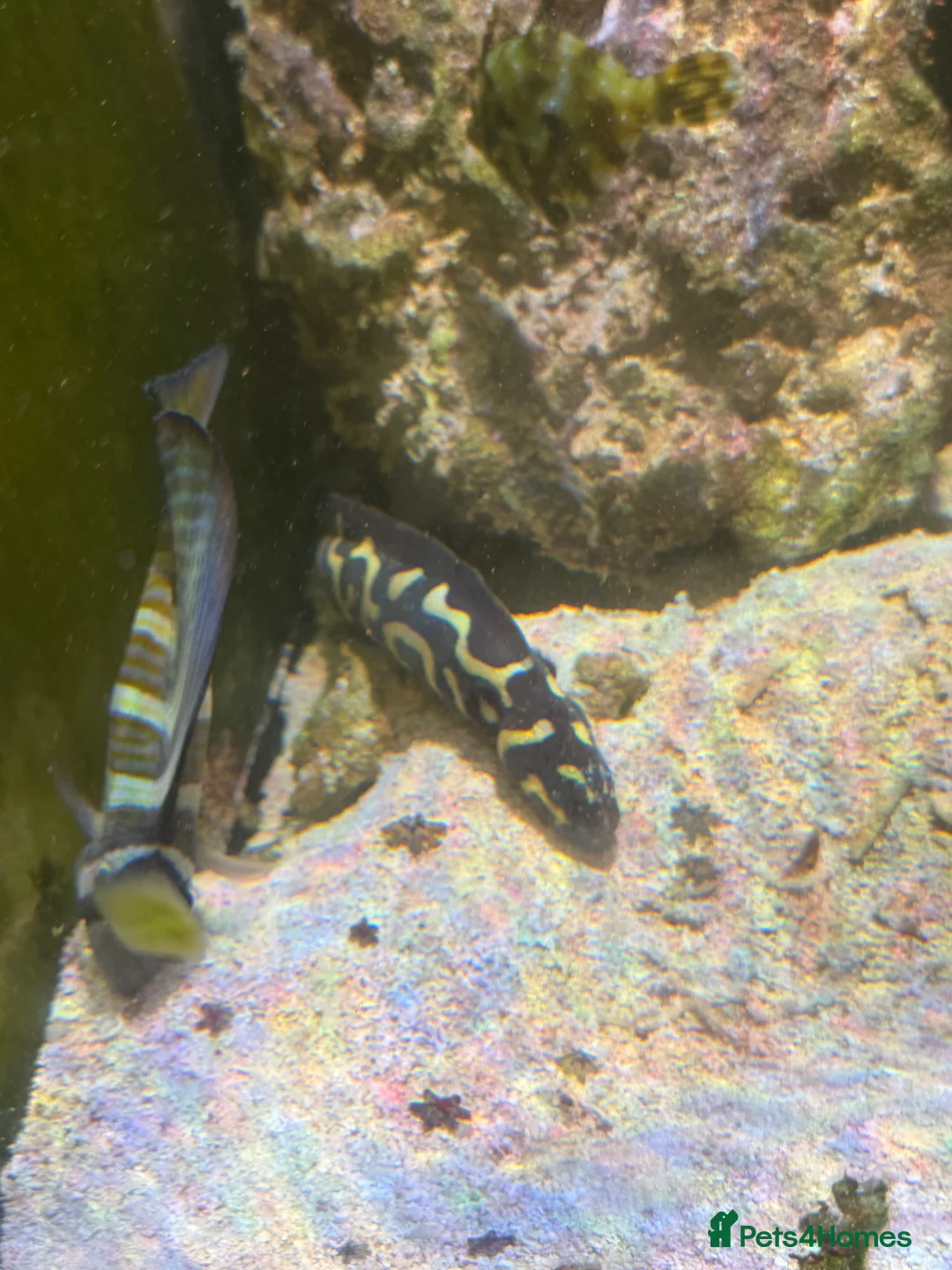 Angelfish fish for sale: mature marine tank closure  - Advert 9