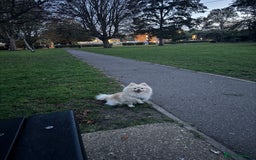 Pomeranian dogs for stud: Pomeranian stud available  - Advert 2