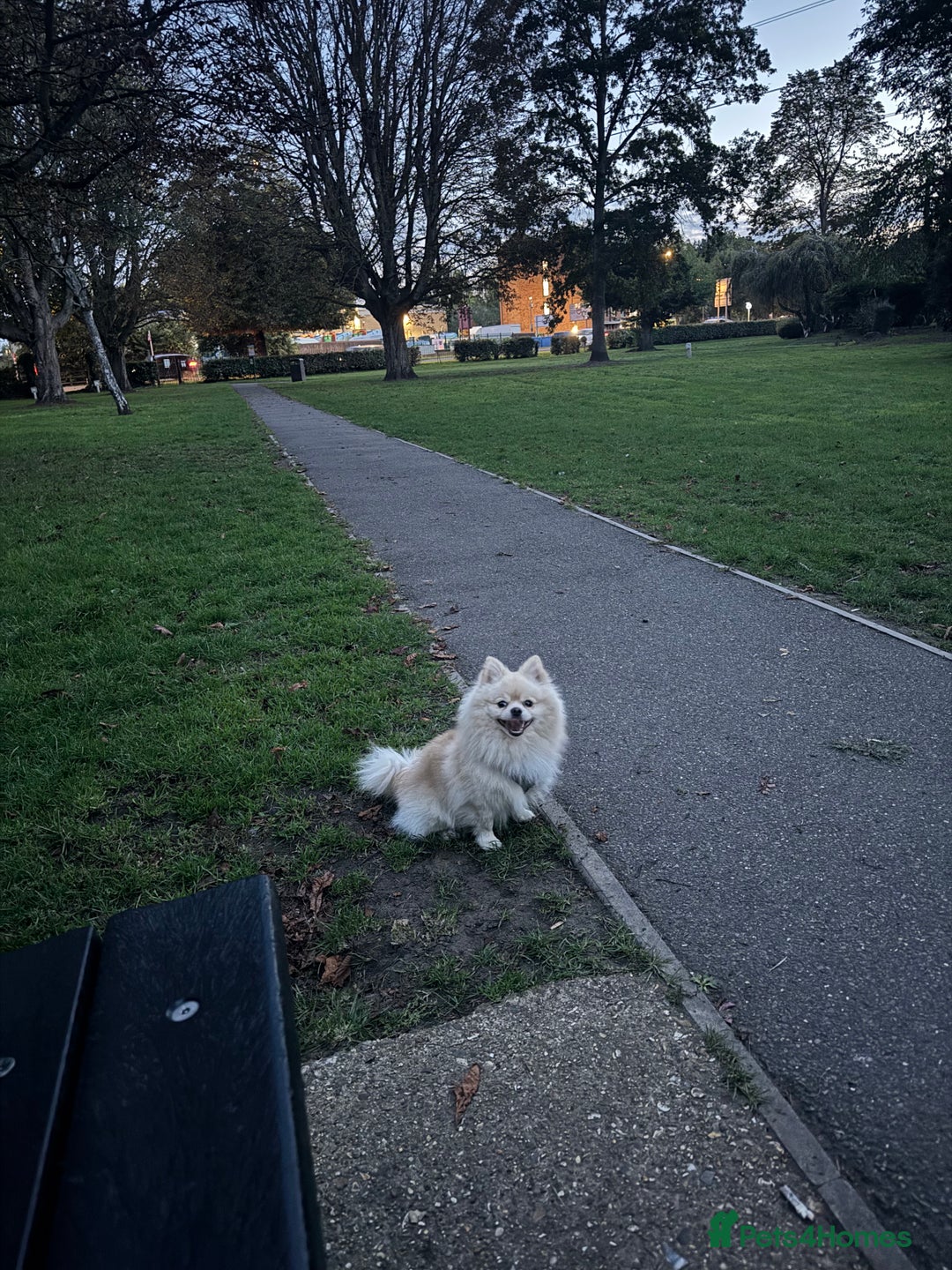 Pomeranian dogs for stud: Pomeranian stud available  - Advert 2