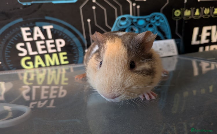 Guinea Pig rodents - Advert 16