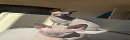Sphynx cats for sale: Exceptional Sphynx Kittens — Home-Raised - Advert 3
