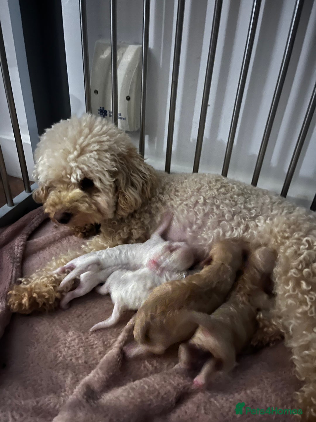 Maltipoo dogs for sale: Beautiful Maltipoo pups  - Image 5