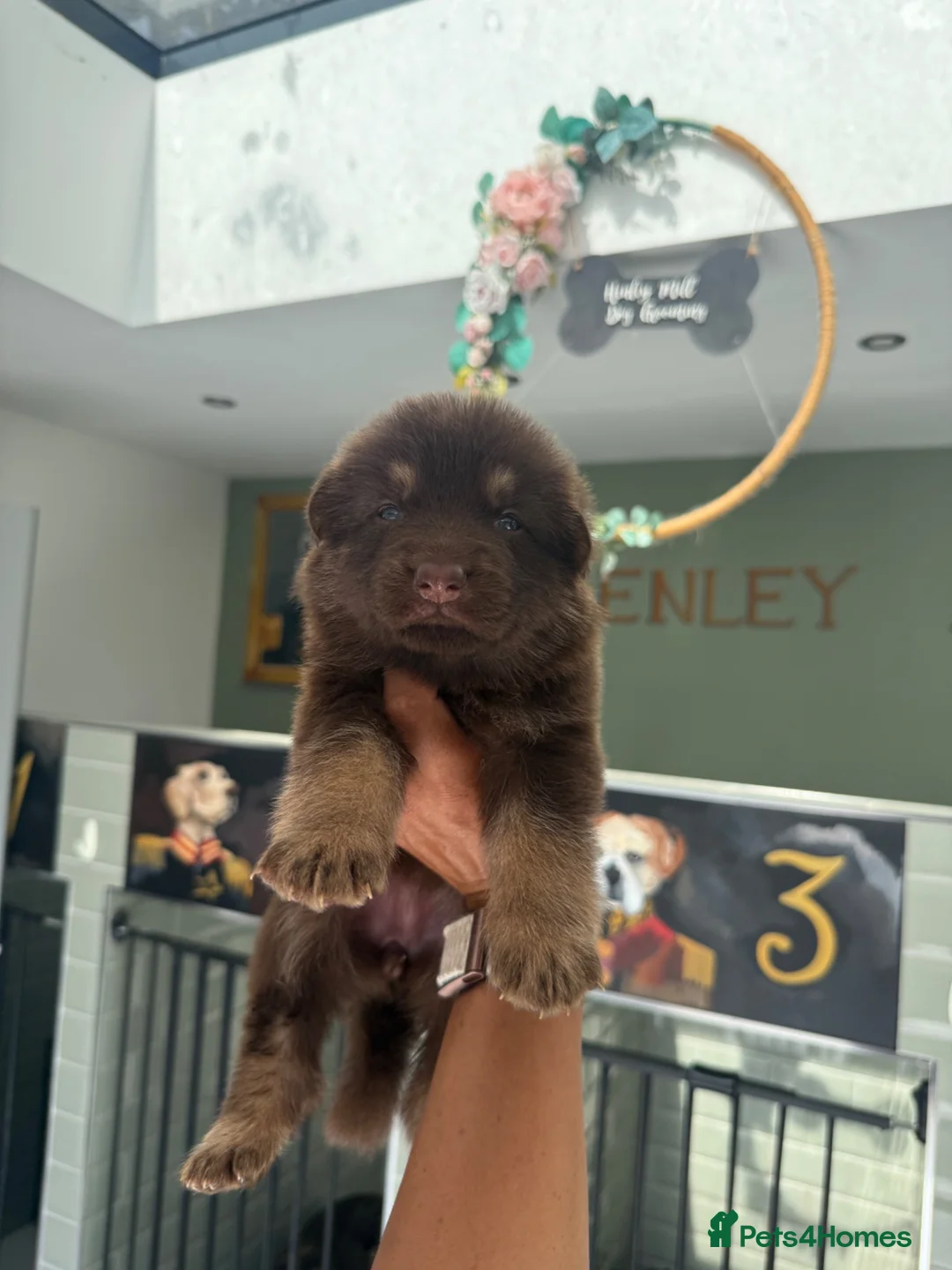 German Shepherd dogs for sale: 🐶❤️KC health tested gsd babies 🐶❤️ - Advert 1