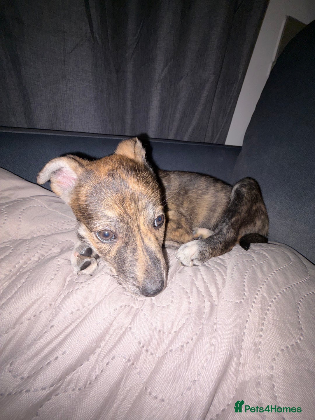 Mixed Breed dogs for sale: 4 months old puppy - Advert 5