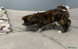 Japanese Akita Inu dogs for sale: Japonese Akita Inu - Advert 3