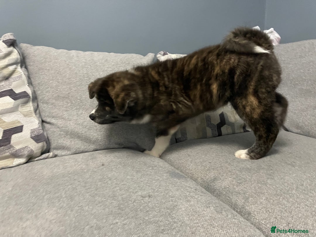 Japanese Akita Inu dogs for sale: Japonese Akita Inu - Advert 3