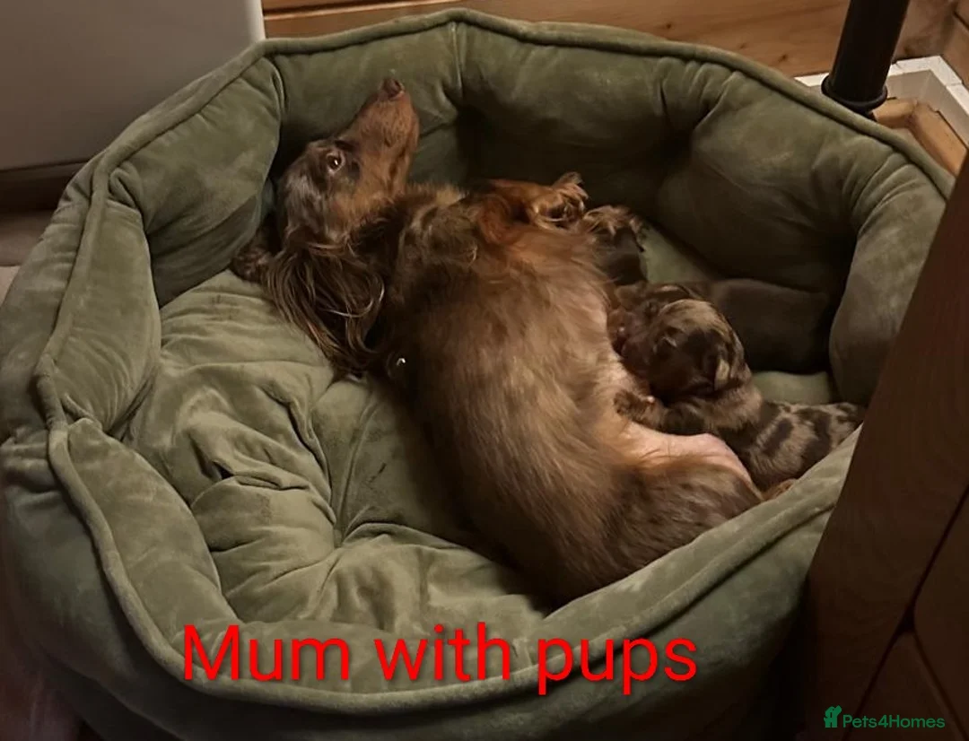 Dachshund dogs for sale: KC Registered Dachshund Puppies  in Liphook - Advert 6