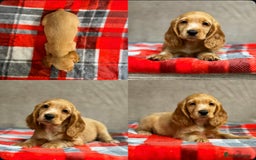 Cocker Spaniel dogs for sale: STUNNING COCKER SPANIEL PUPPIES  - Image 25