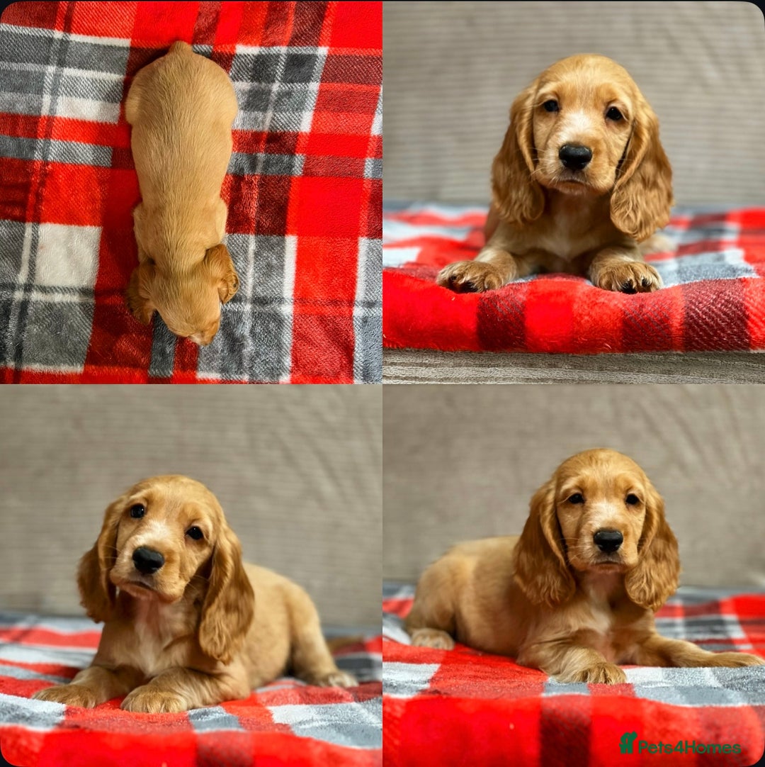 Cocker Spaniel dogs for sale: STUNNING COCKER SPANIEL PUPPIES  - Image 25