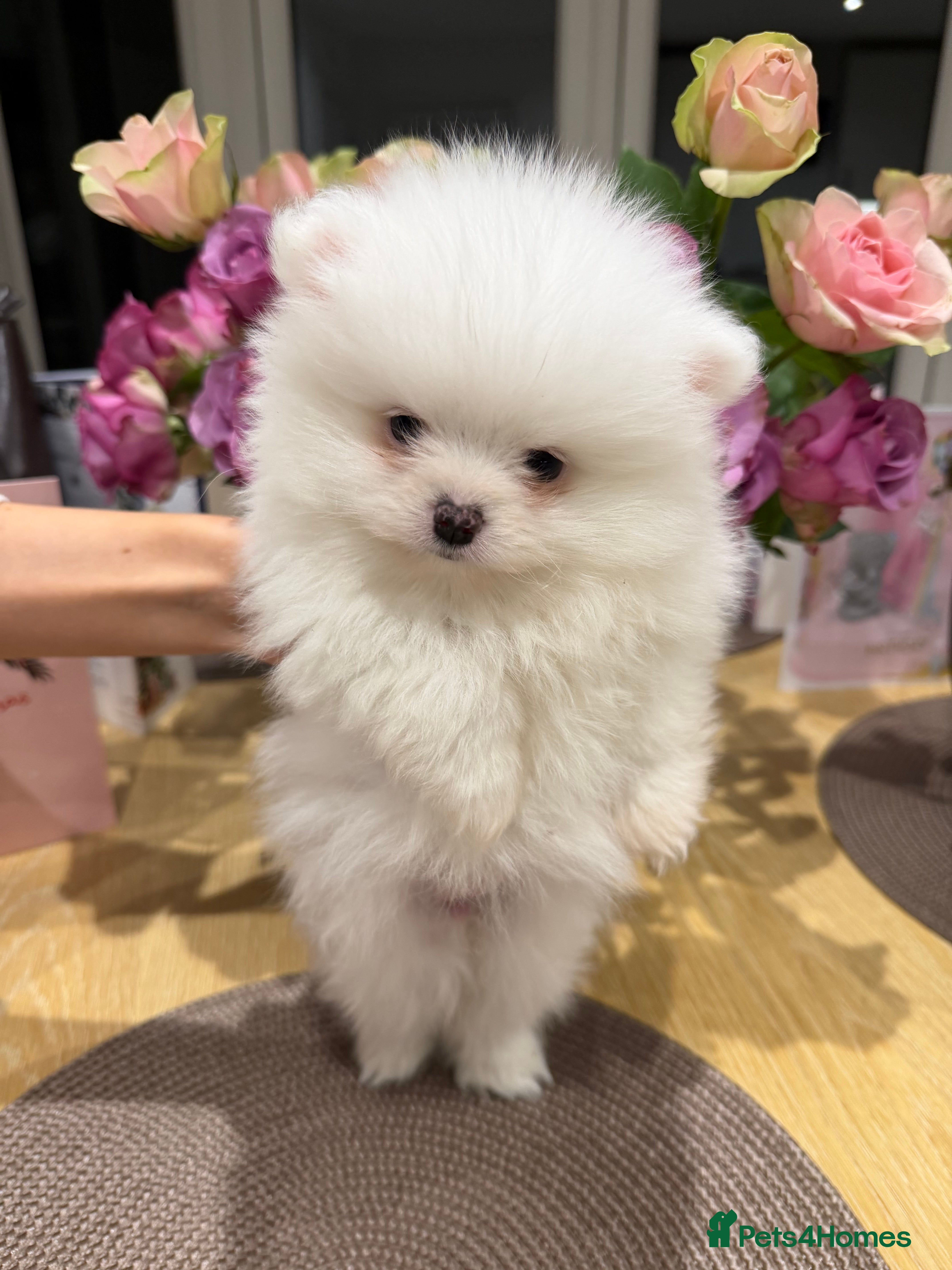 Pomeranian dogs 2 white pure bred pomerainian puppies left! - Advert 4