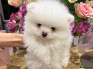 Pomeranian dogs 2 white pure bred pomerainian puppies left! - Advert 4