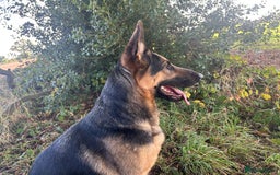 German Shepherd dogs for sale: KC/PEDIGREE GERMAN SHEPHERDS - Image 10