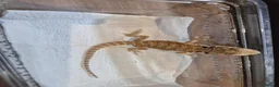 Bearded Dragon reptiles for sale: Baby bearded dragons mixed colours - Advert 4