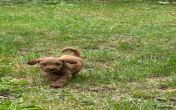 Cockapoo dogs for sale: Cockapoo pups - Image 1