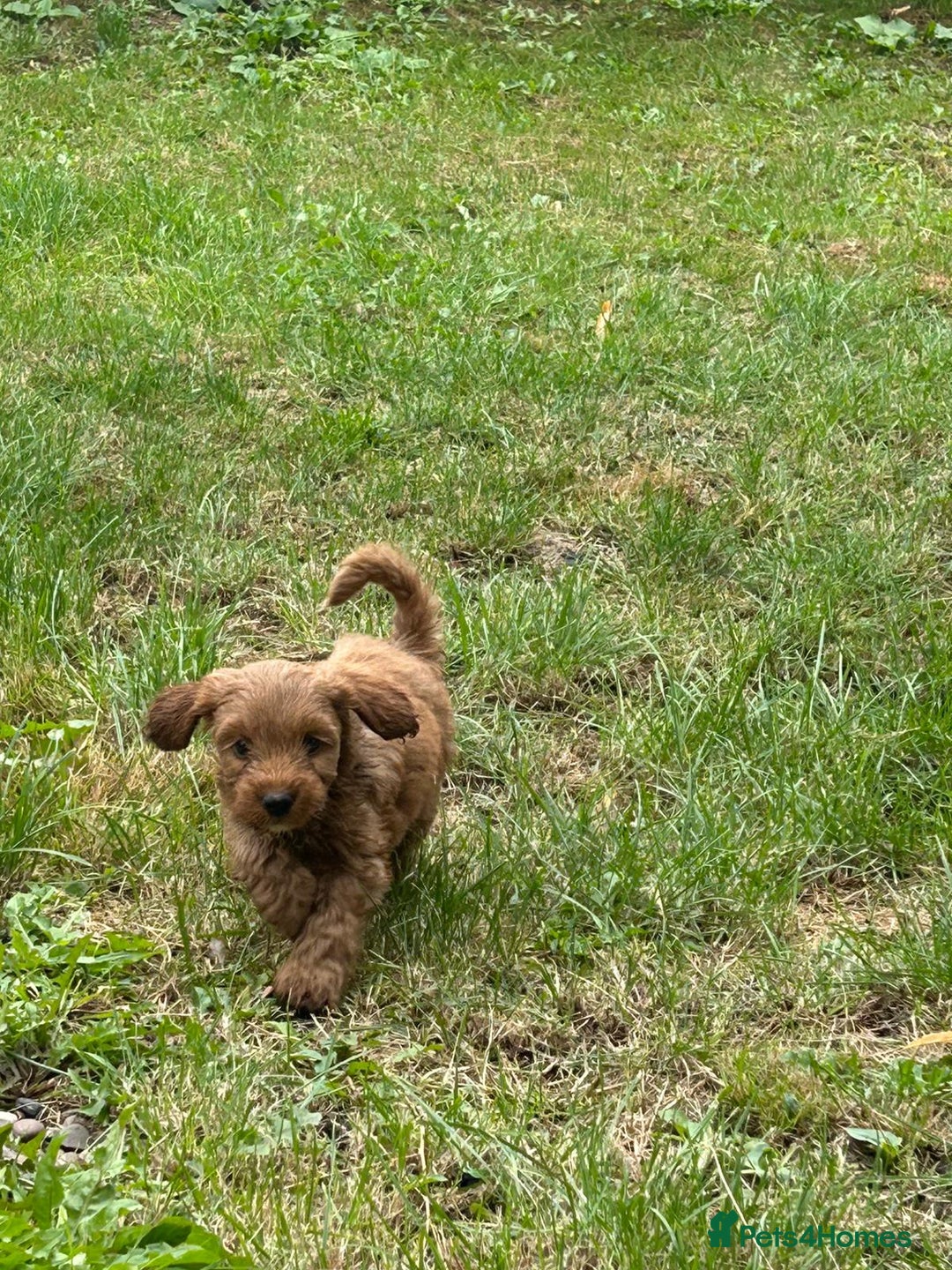 Cockapoo dogs for sale: Cockapoo pups - Image 1