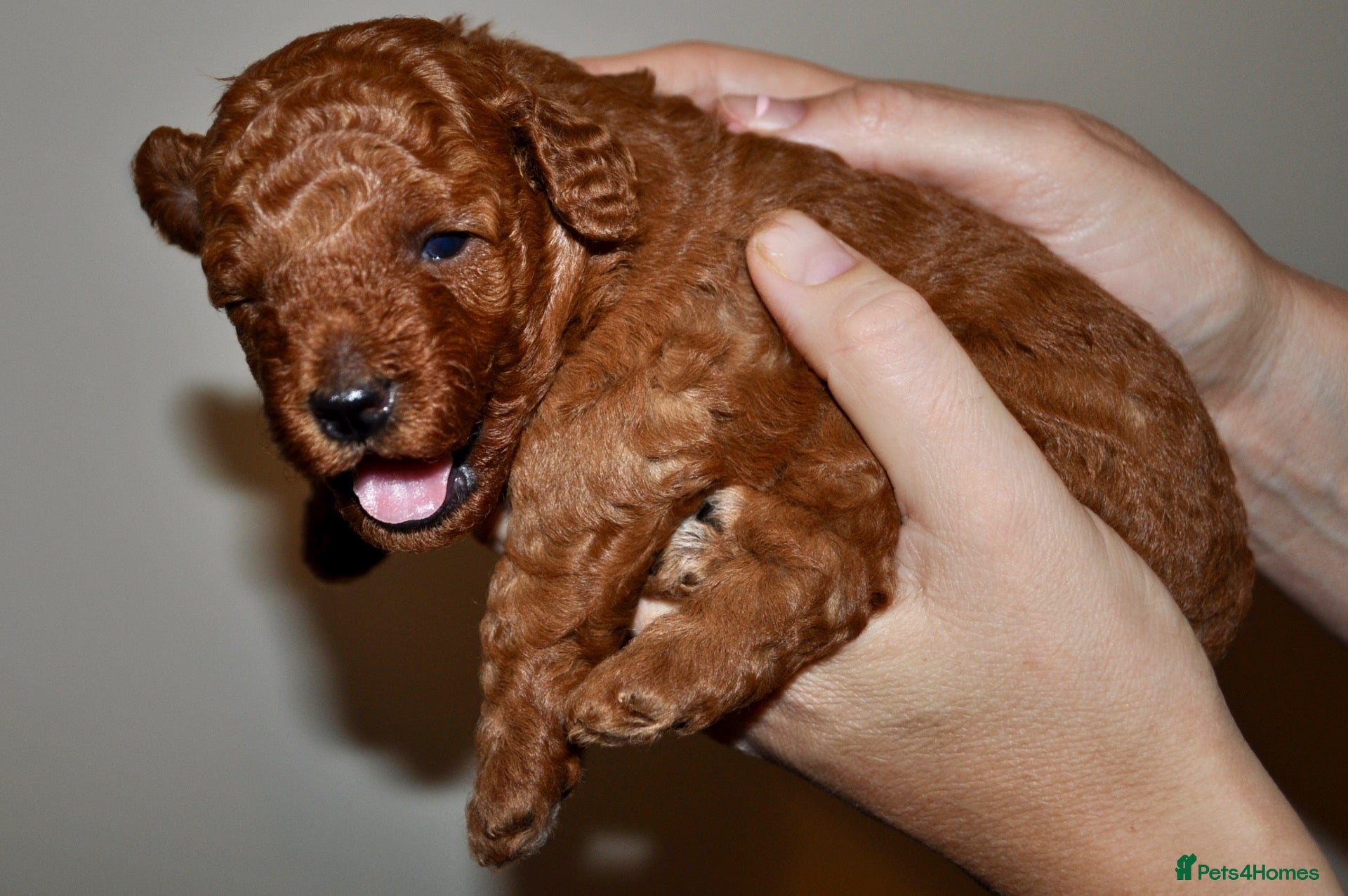 Toy Poodle dogs Beautiful Purebred Toy Poodle Boys -Red & Black🐾 - Advert 2
