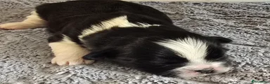 Puppy 2