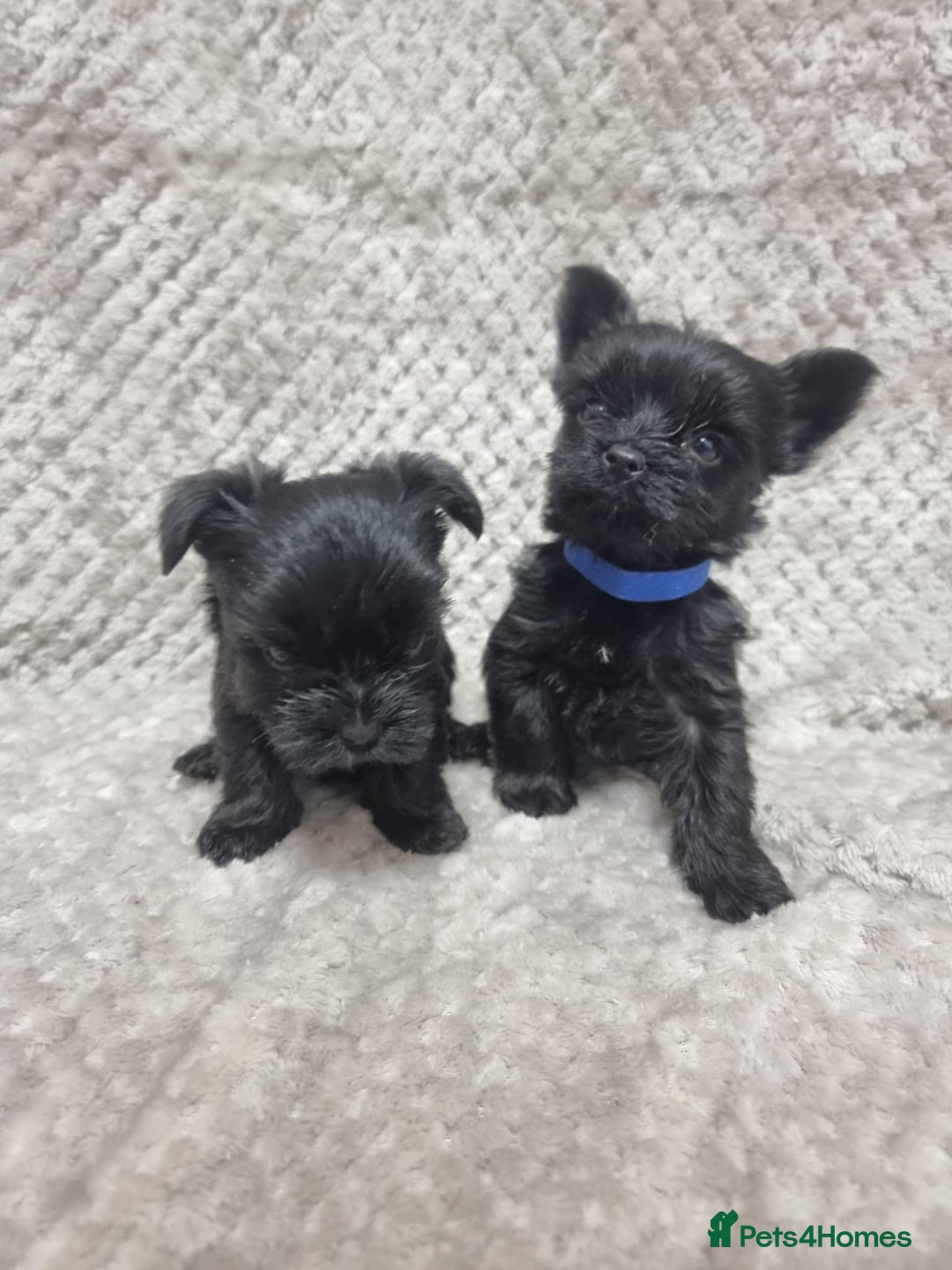 Yorkshire Terrier dogs for sale: Yorkshire Terrier  - Advert 6