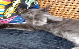 Maine Coon cats for sale: Maine coon purebred pedigre xl in Barnsley - Image 34