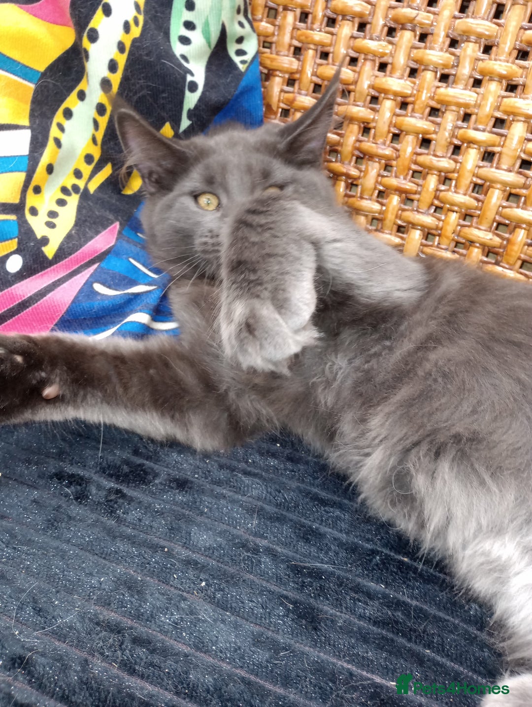 Maine Coon cats for sale: Maine coon purebred pedigre xl in Barnsley - Image 34