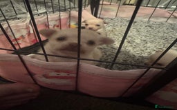 Chihuahua dogs for sale: Double chocolate platinum baby’s  - Image 14