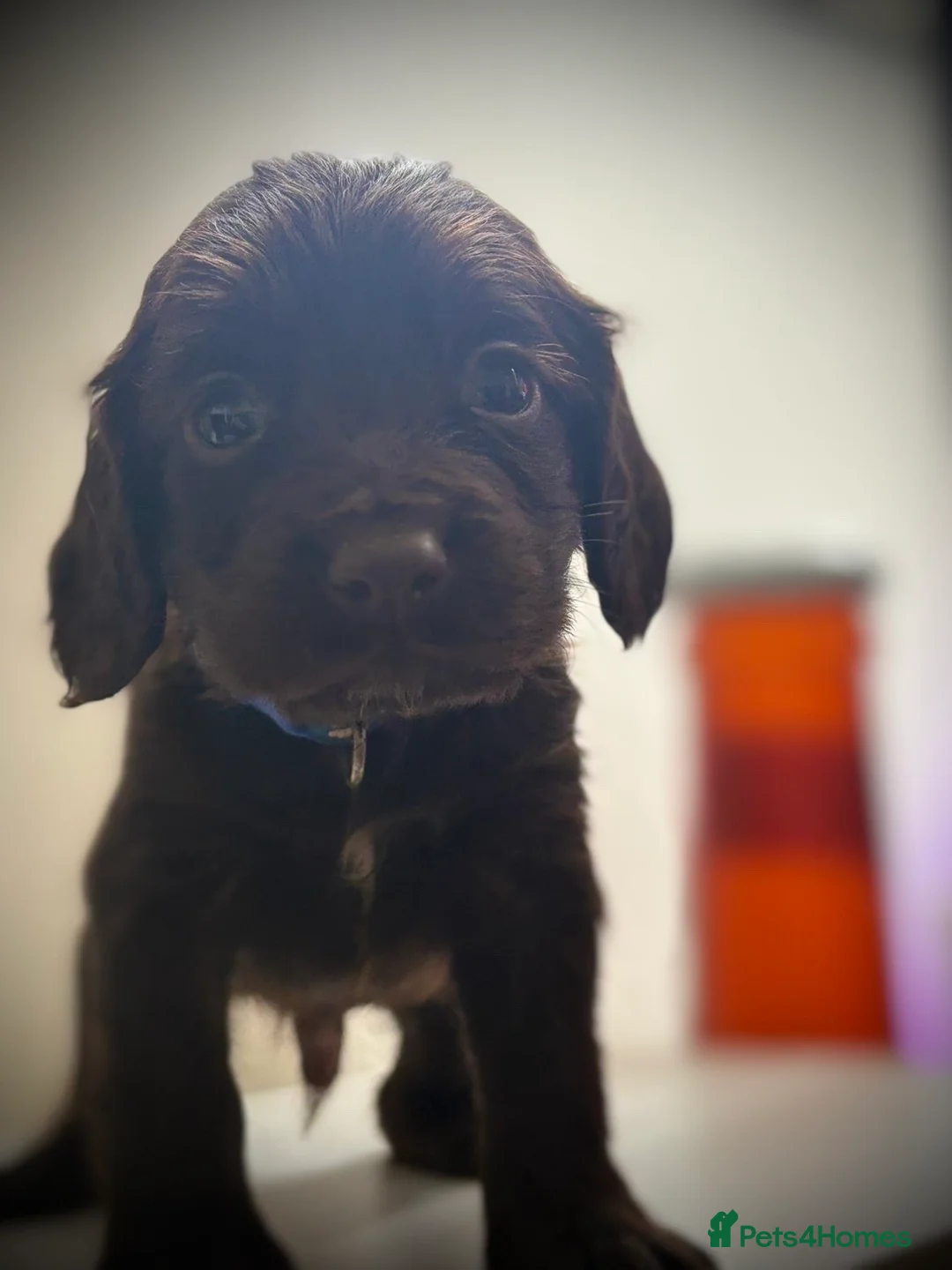Sprocker dogs for sale: Beautiful Sprocker Spaniel Puppies for Sale!  in Sheffield - Advert 33