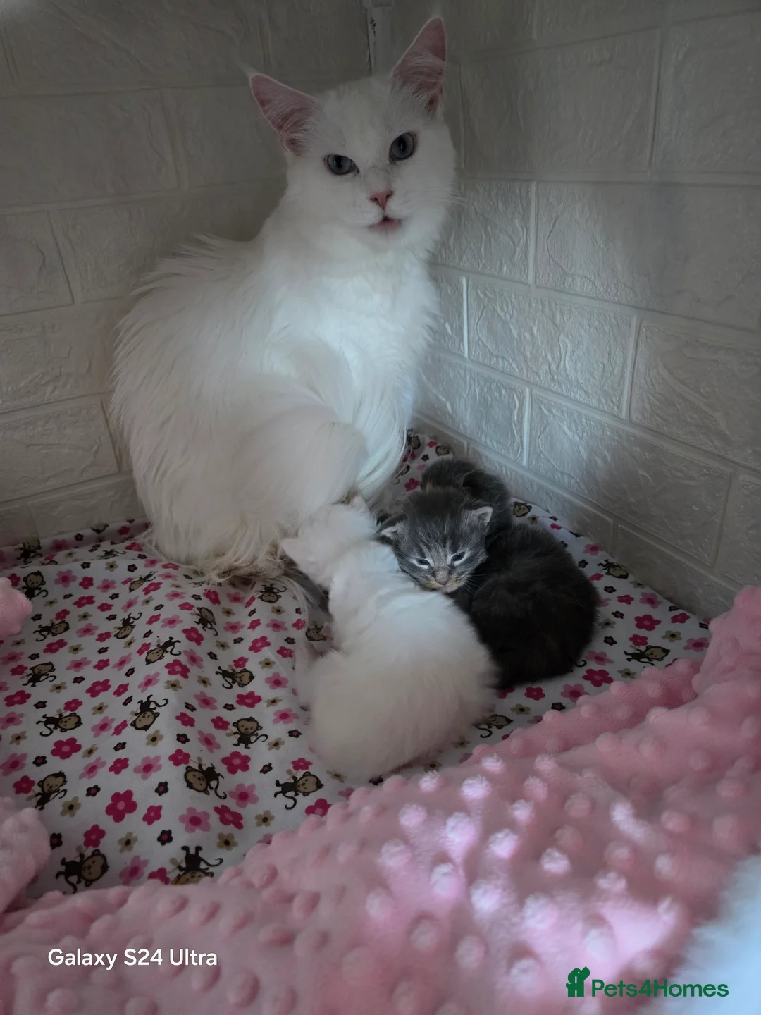 Maine Coon cats for sale: Kitten  - Advert 2