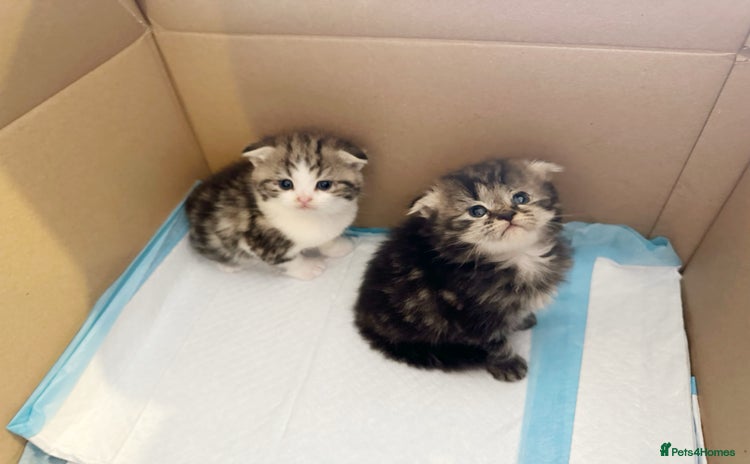 Scottish Fold cats - Advert 5