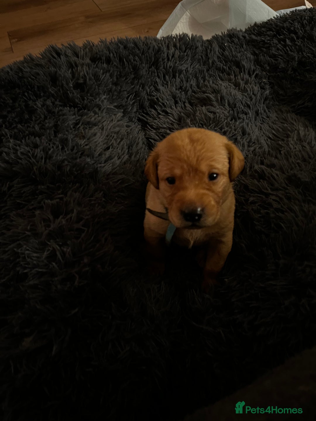 Labrador Retriever dogs for sale: Beautiful fox red puppies  - Advert 16