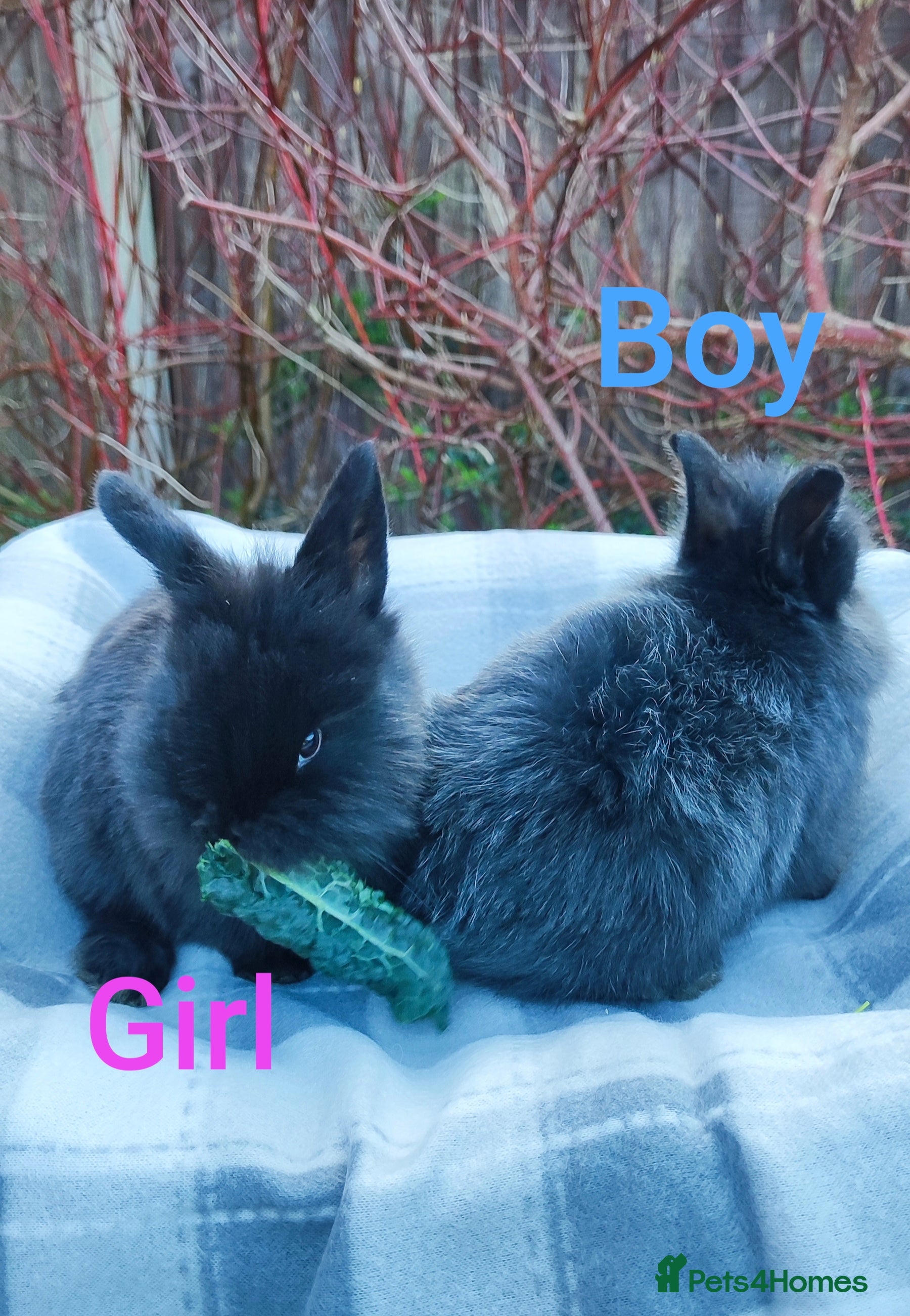 Mini Lop rabbits Beautiful mini lops  - Advert 13