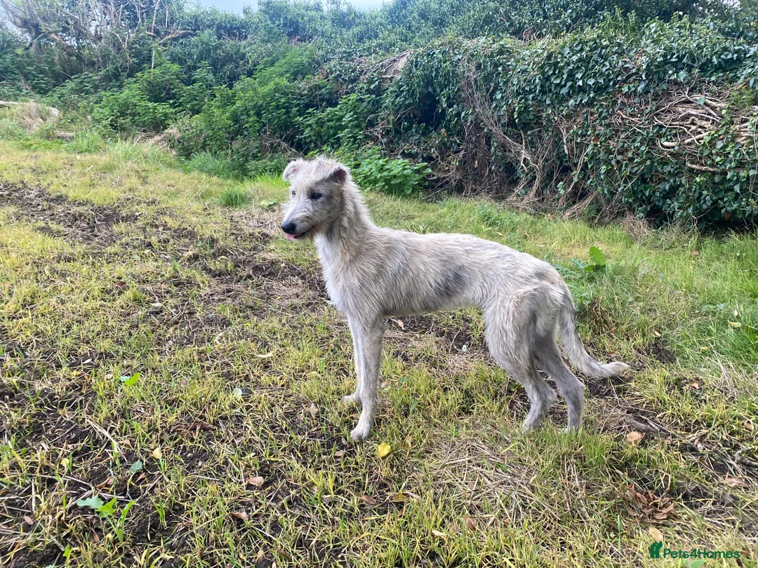 Lurcher dogs for sale: Wheeton Greyhound Puppies  - Advert 9